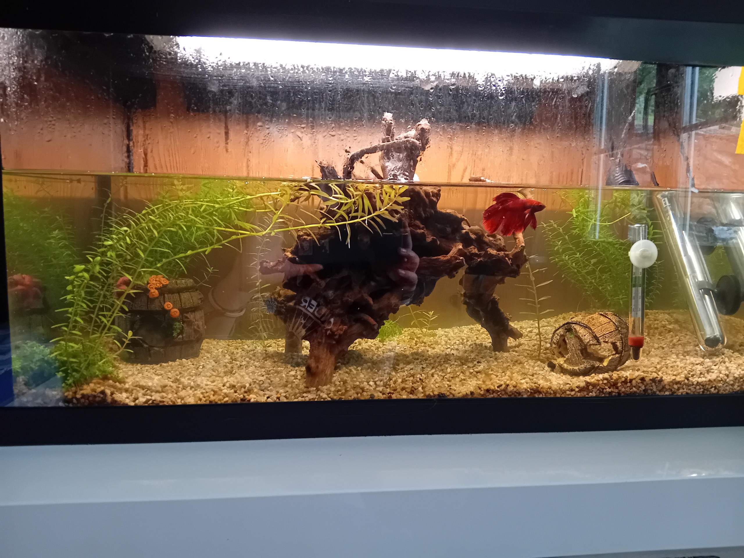 Aquarien wasser trüb? (Aquarium, Filter, Aquariumfische)
