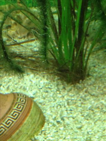 - (Aquarium, Algen)
