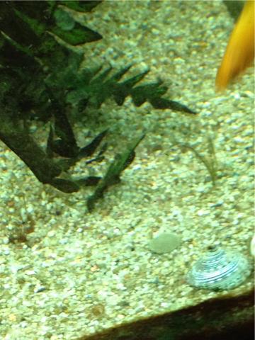 - (Aquarium, Algen)