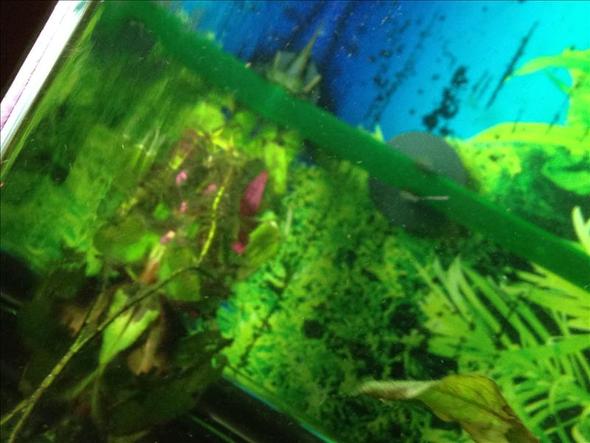 - (Aquarium, Algen)
