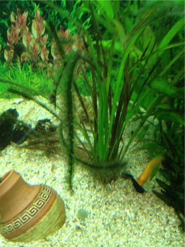 - (Aquarium, Algen)
