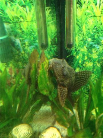 - (Aquarium, Algen)
