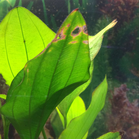 Aquarienpflanzen werden braun und löchrig? (Pflanzen, Aquarium)