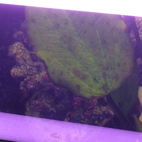 Aquarienpflanzen werden braun und löchrig? (Pflanzen, Aquarium)