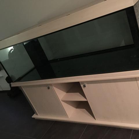 Aquarium - (Fische, Aquarium, Kampffisch)