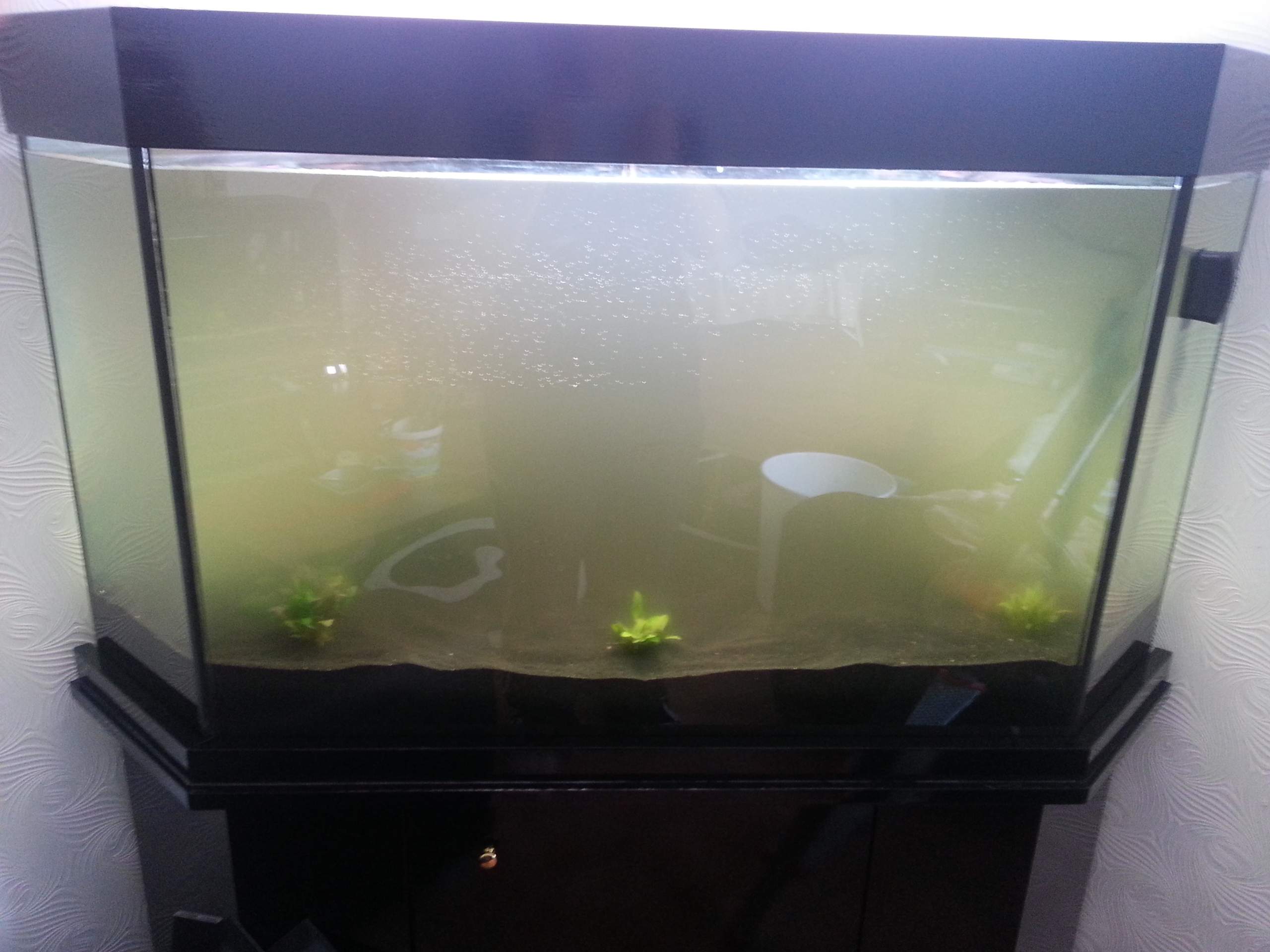 Aquarium Wasser wird immer trüber (Aquaristik, trüb)