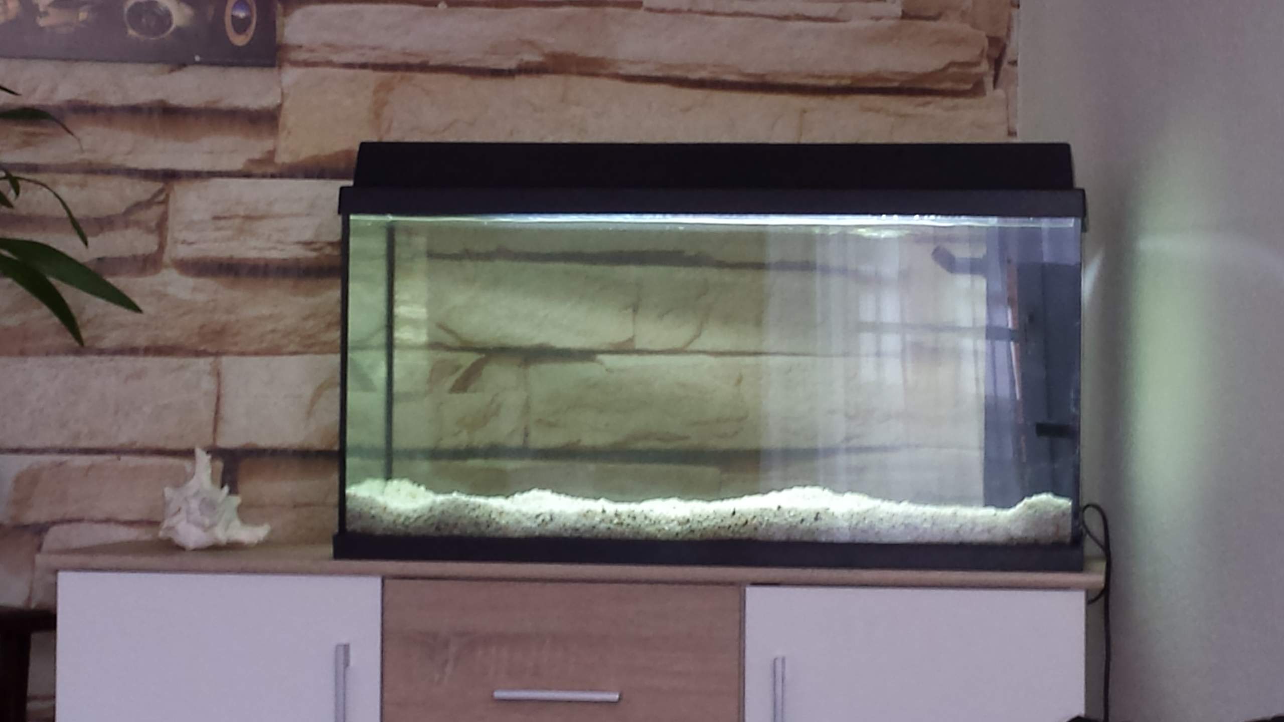 Aquarium wasser grün ohne pflanzen und fische (Haustiere, Haus)