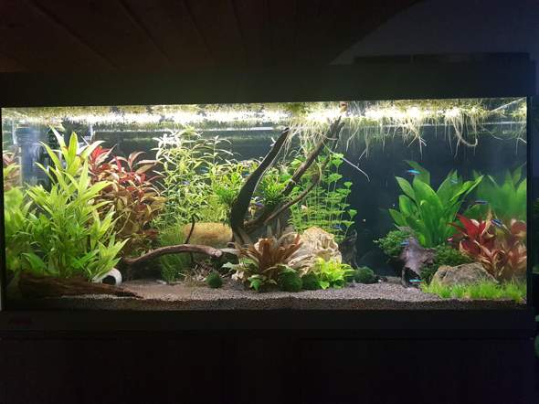 Aquarium 180l Besatz
