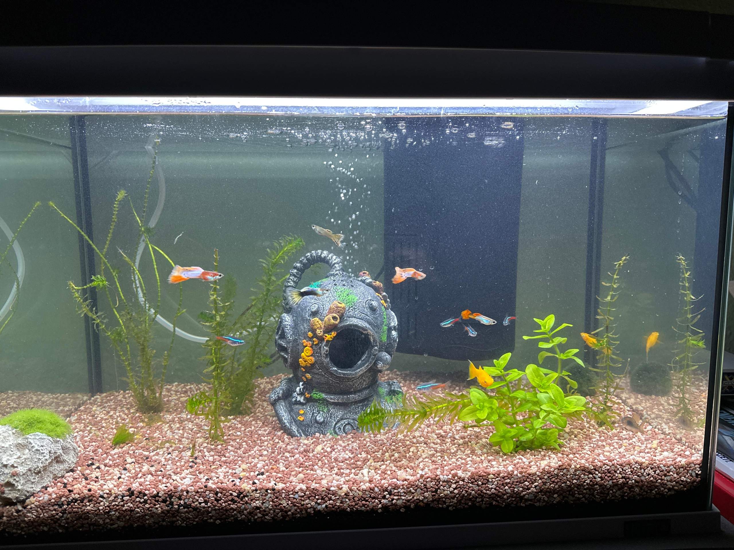 Aquarium 60L Trüb? (Wasser, Fische, Aquariumfische)
