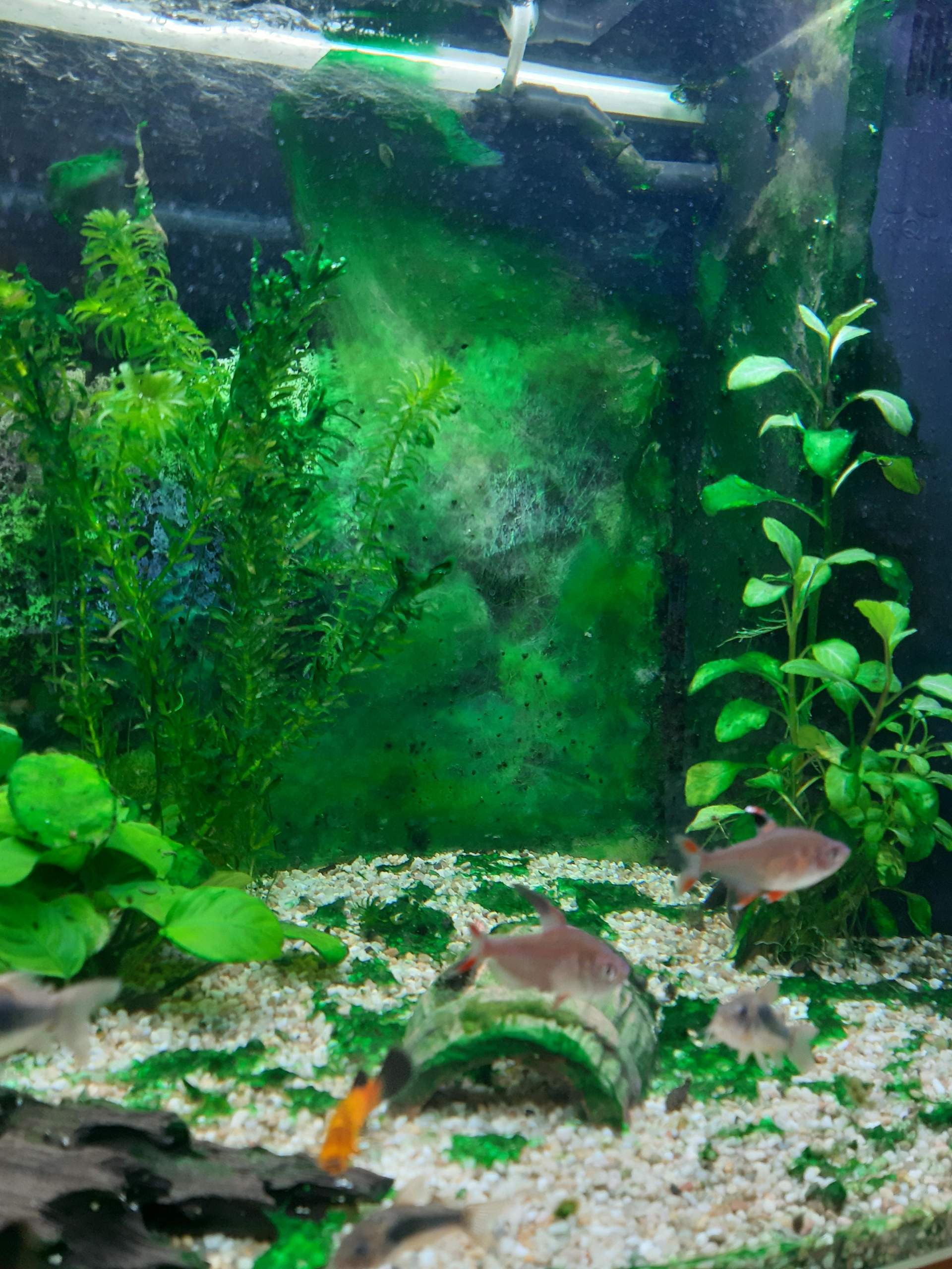 Aquarium Algen Plage?Hilfe? (Tiere, Wasser, Pflanzen)