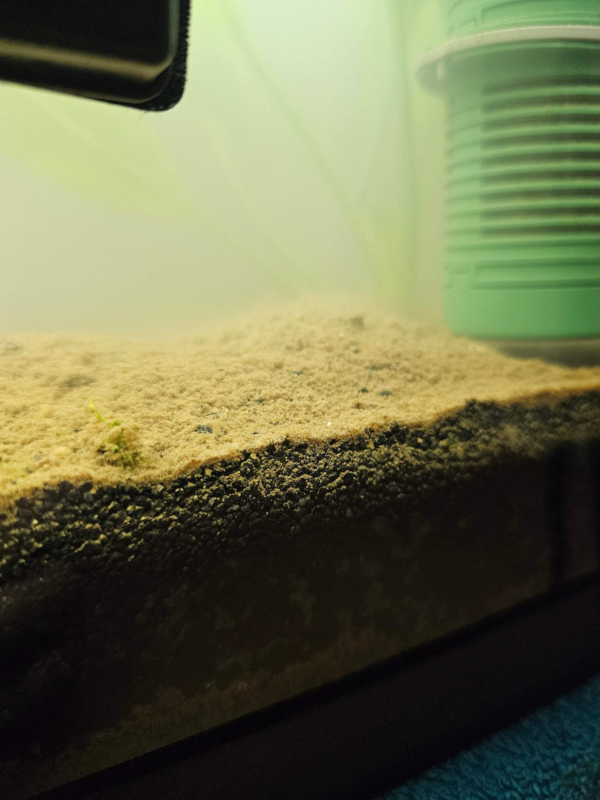Aquarium brauner Belag nach wasserwechsel? (Wasser, Aquariumfische