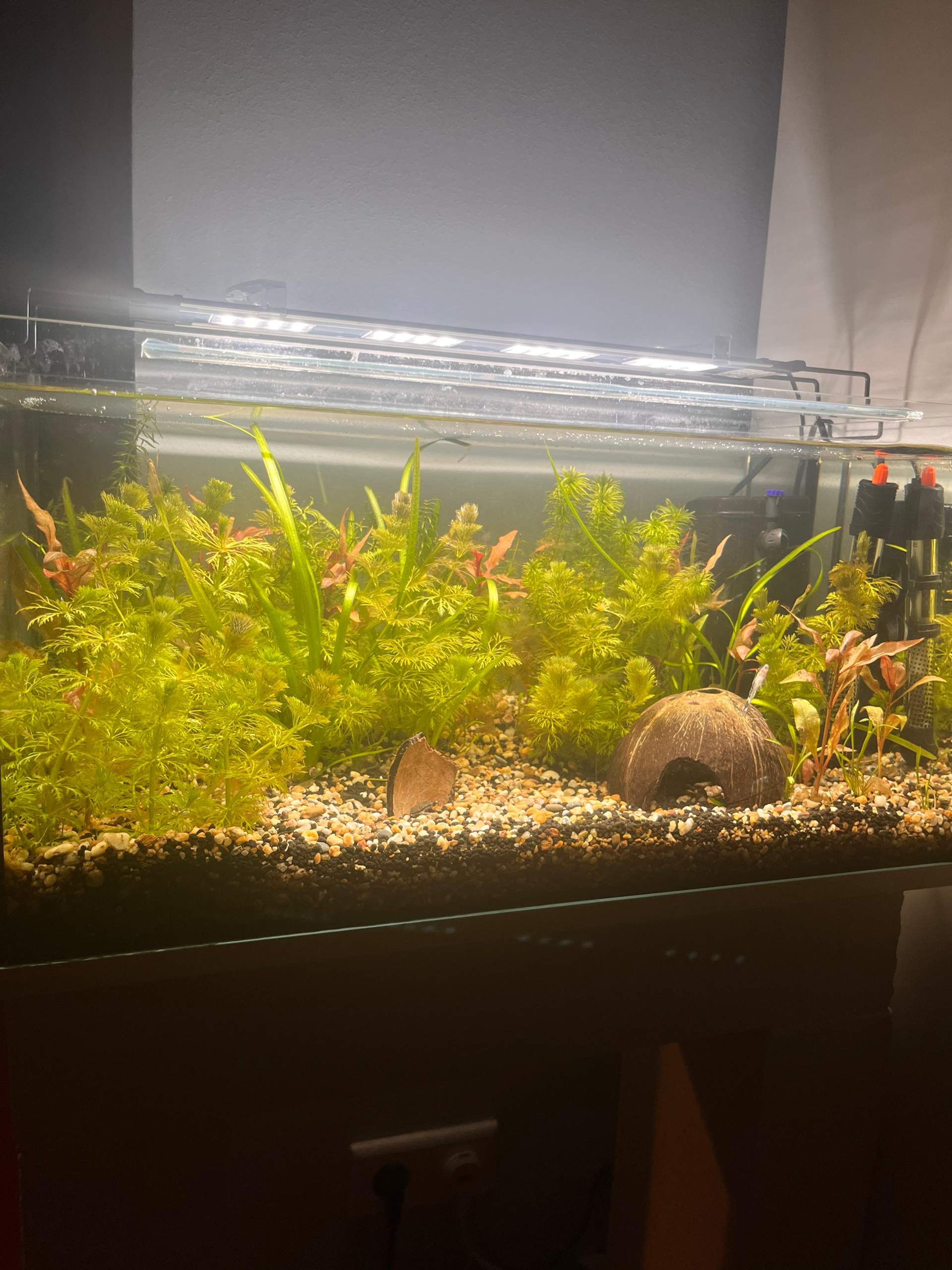Aquarium Fische einsetzen? (Aquariumfische, Besatz, Aquariumwasser)