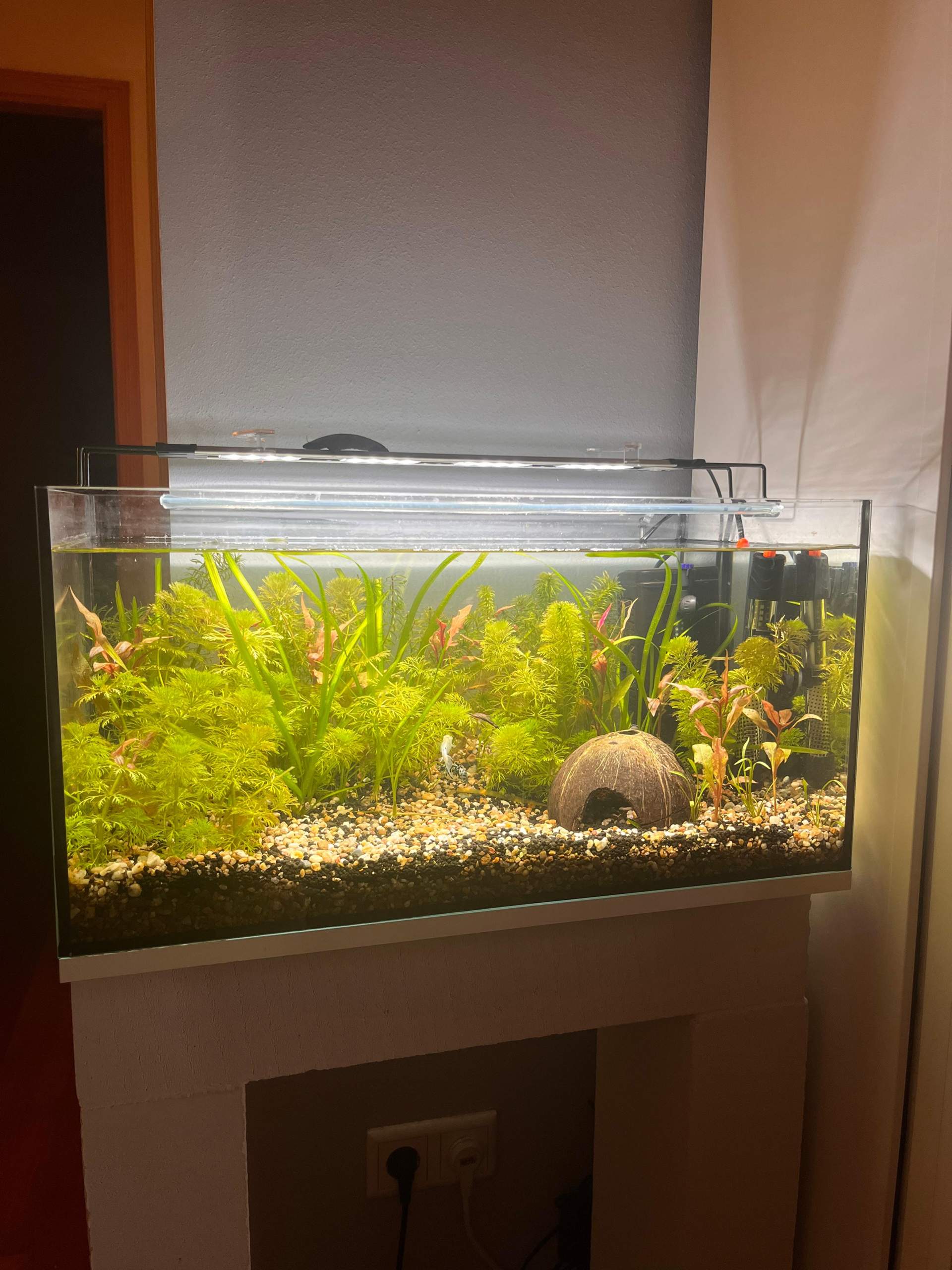 Aquarium Fische einsetzen? (Aquariumfische, Besatz, Aquariumwasser)