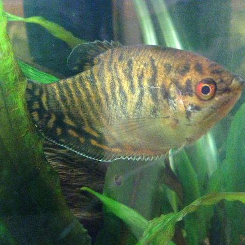 Aquarium gold gurami Männchen oder Weibchen?! (Bilder, Fische, Aquaristik)