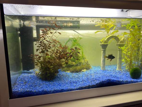 Aquarium Grün an der Scheibe? (Fische, Aquaristik, Algen)