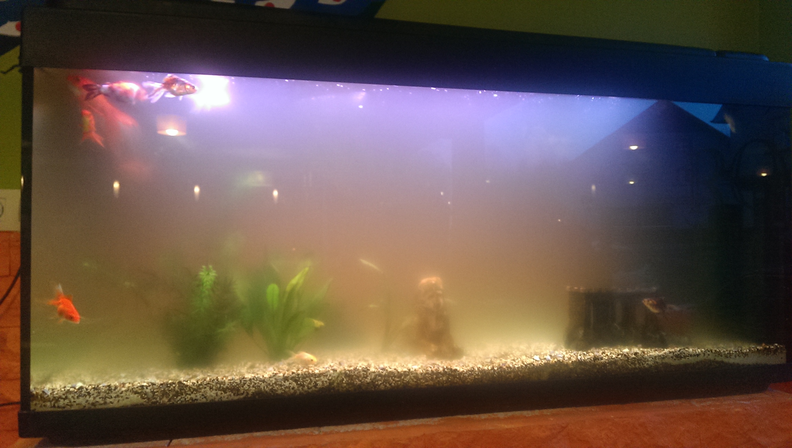 Aquarium Im Restaurant Trub Wasserwerte Ok Goldfische Truebes Wasser