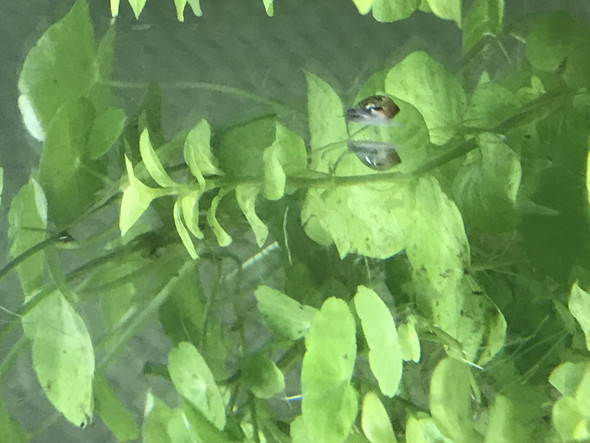 - (Tiere, Aquarium, Aquaristik)