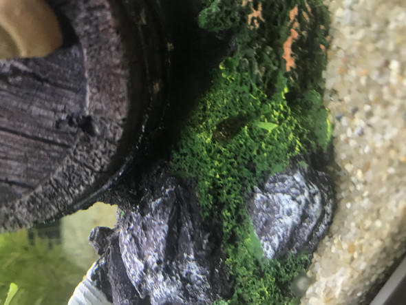 - (Tiere, Aquarium, Aquaristik)