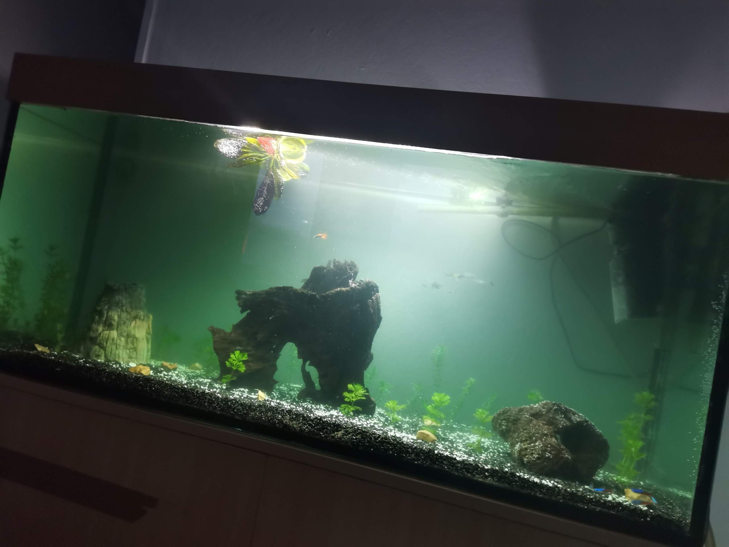 Aquarium ist trüb? (Wasser, Wasserpflanzen, Süßwasseraquarium)