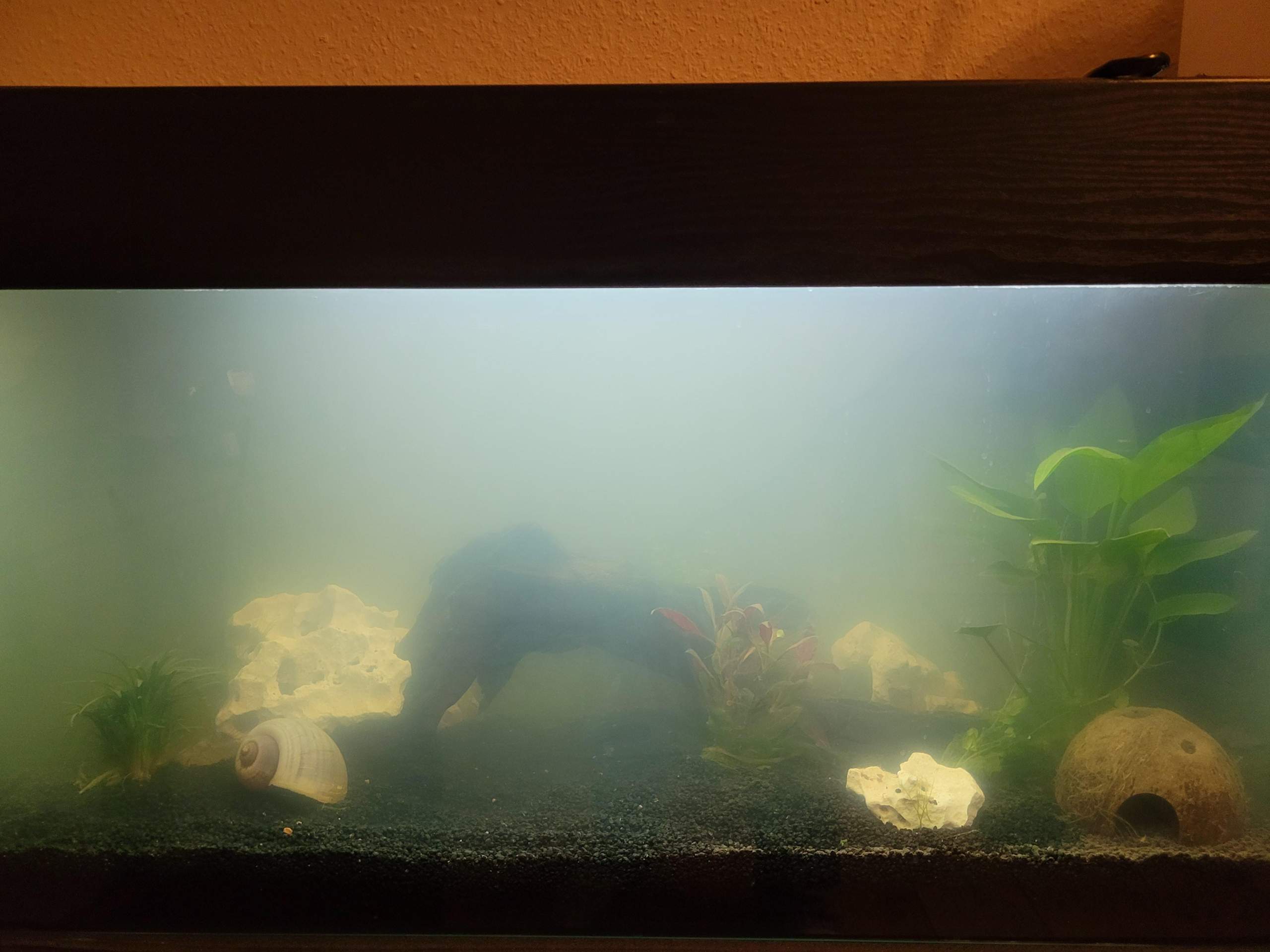 Aquarium milchig trüb und Pflanzen sterben ab, was tun? (Wasser, Filter