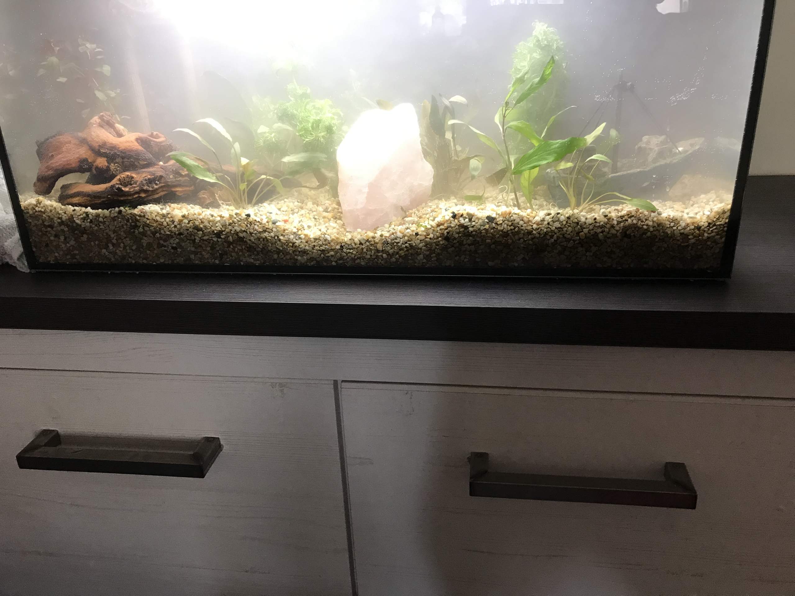 Aquarium neu eingerichtet, Wasser trüb? (Fische, Aquaristik)