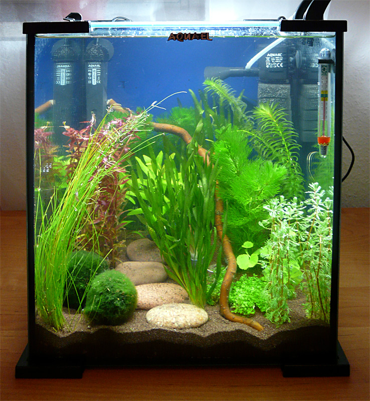 Aquarium neu einrichten. Brauche Hilfe (Aquaristik)
