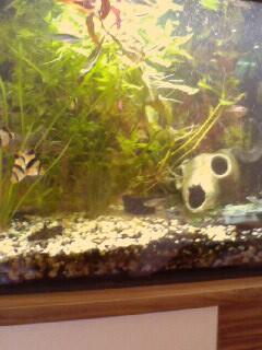 Aquarium neu gestalten. Wohin mit den Fischen? (Fische, Deko, dekorieren)