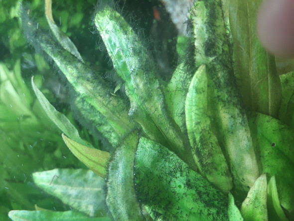 aquarium pflanze was ist das haare