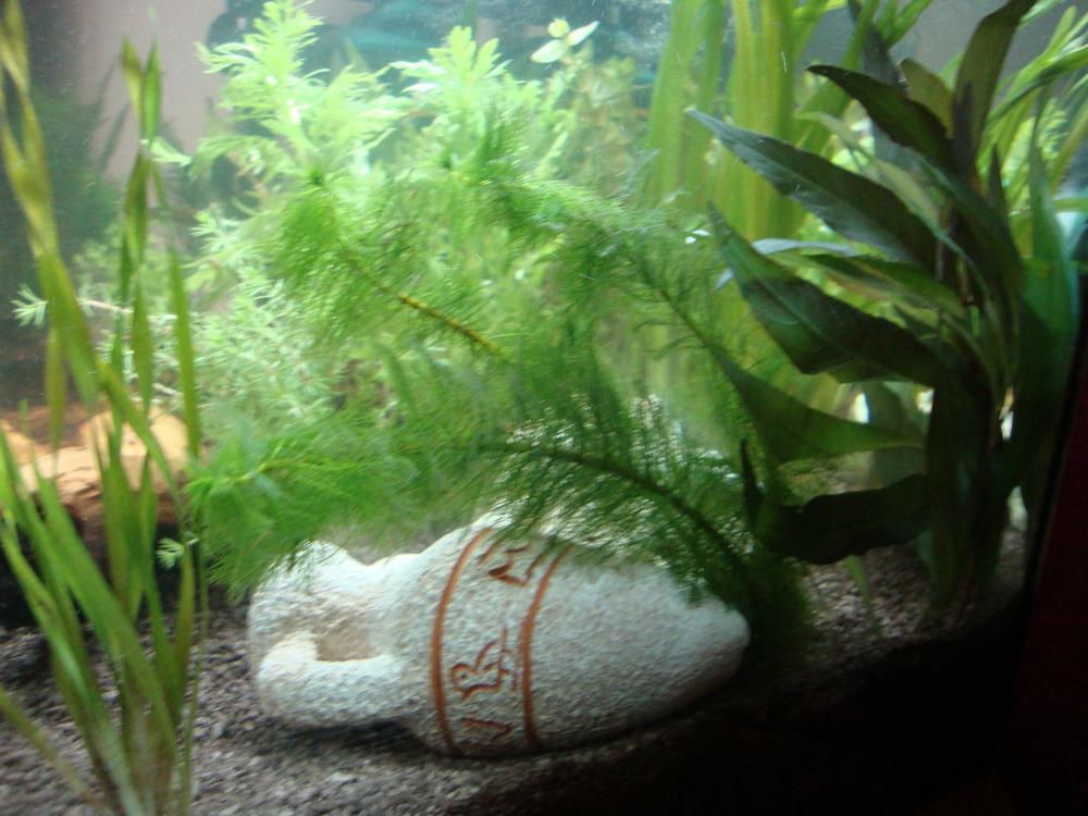 AquariumPflanzen Anwachszeit (Aquaristik, wasserpflanzen)