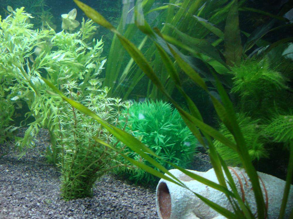 Aquarium-Pflanzen Anwachszeit (Aquaristik, wasserpflanzen)