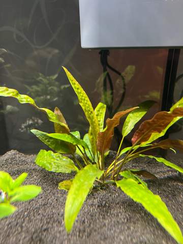 Aquarium Pflanzen Einfahrphase?