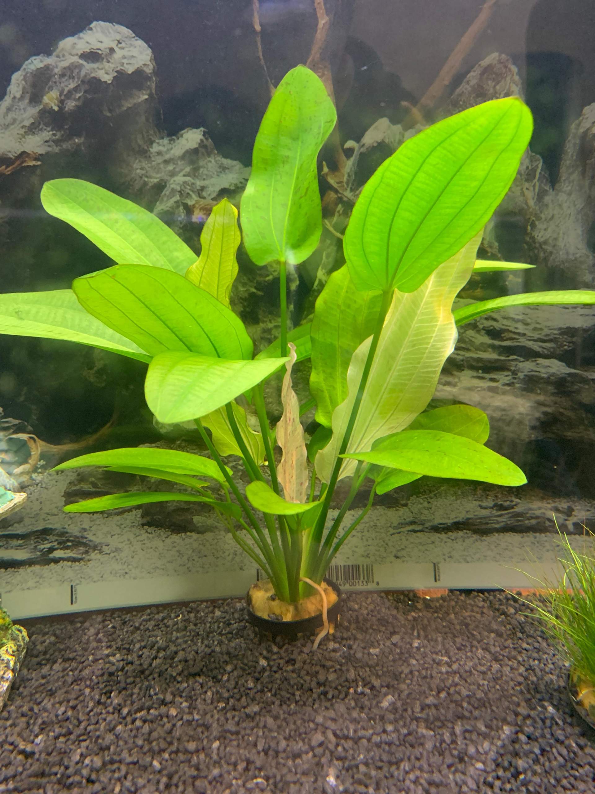 Aquarium Pflanzen richtig düngen? (Wasser, Aquaristik, Aquariumpflanze)