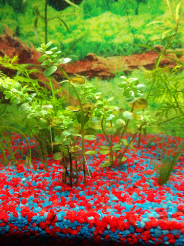 Aquarium pflanzen werden braun was tun?