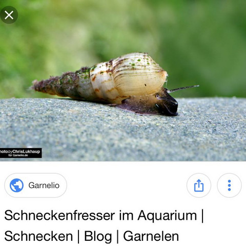 - (Tiere, entfernen, Schneck)