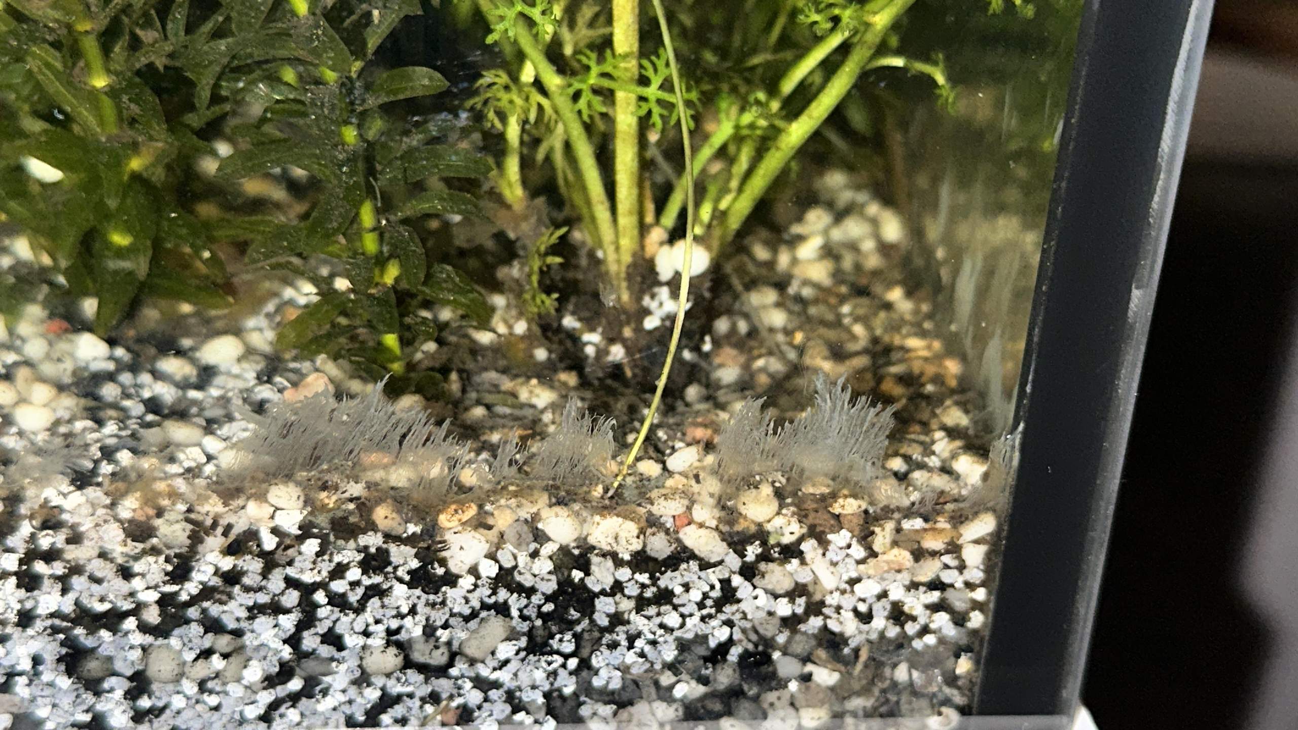 Aquarium Pilz/Algen? (Wasser, Aquariumfische, Garnelen)