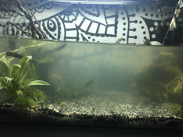 Aquarium seit 2 wochen trüb? (Wasser)