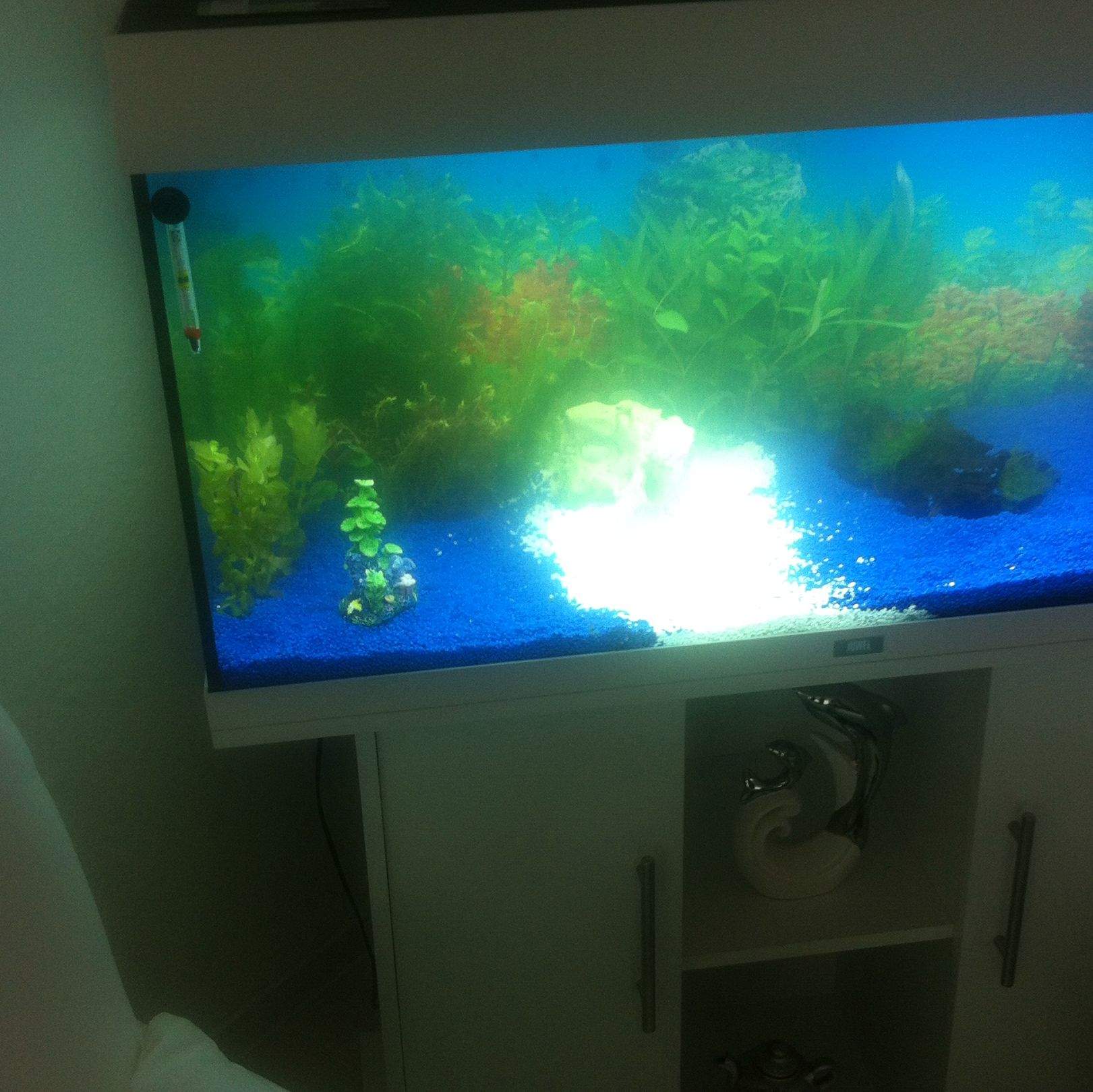 Aquarium Trüb normal? (Wasser, Wasserpflanzen)