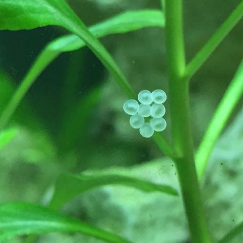 Aquarium Unbekannte Eier Gehege Skalare Salmler Aquarium Unbekannte Eier Gehege Skalare Salmler