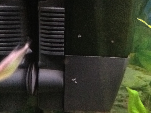 Und an der pumpe - (Fische, Aquarium, Aquaristik)