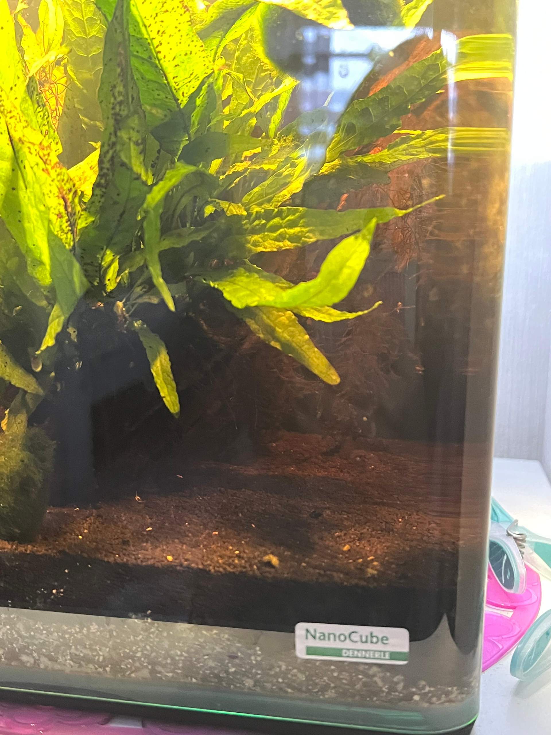 Aquarium Wasser aufeinmal braun? (Aquaristik, Garnelen, Wasserwechsel)