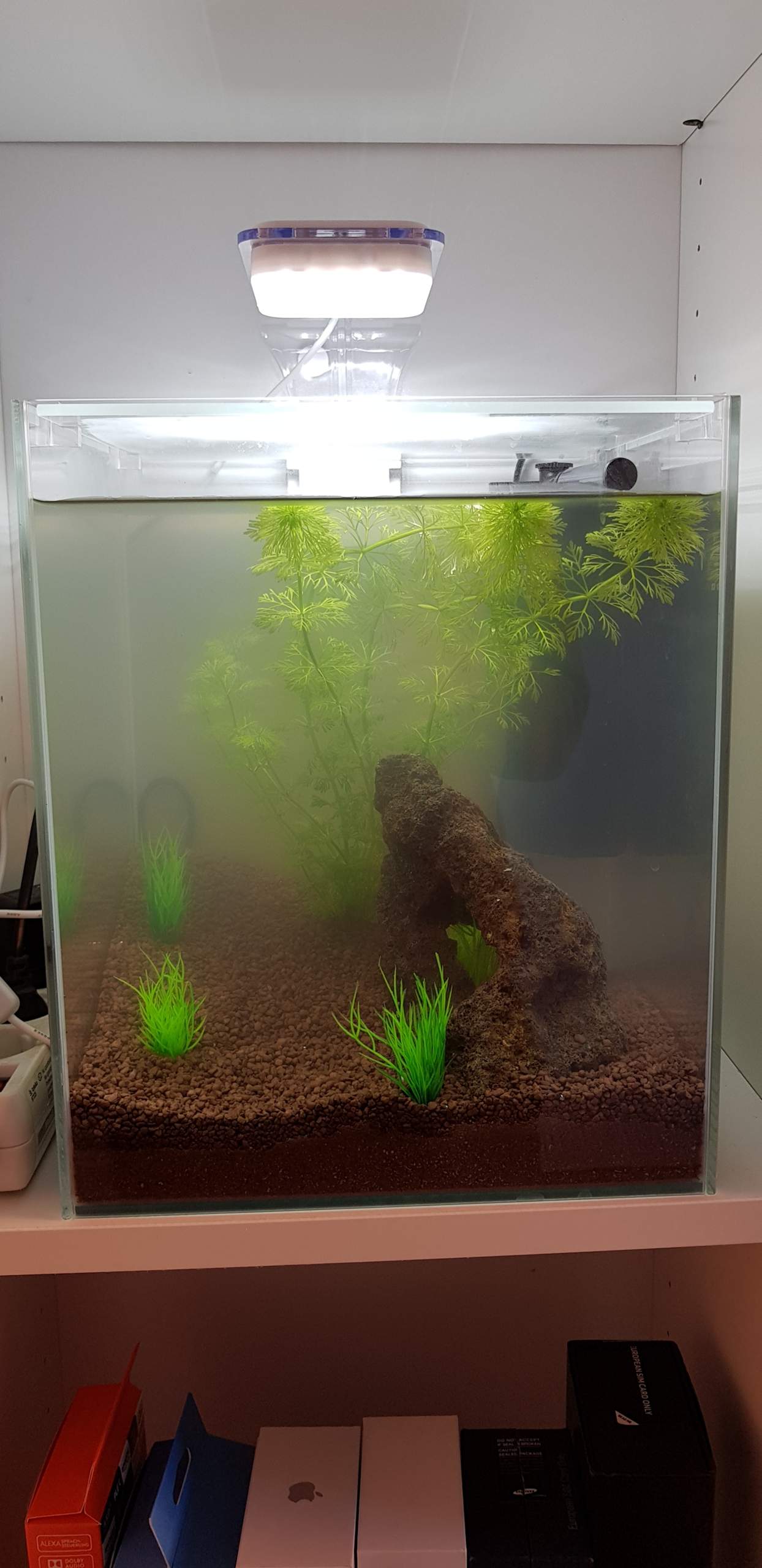 Aquarium Wasser färbt sich matt weiß? (Fische, Aquaristik, Garnelen)