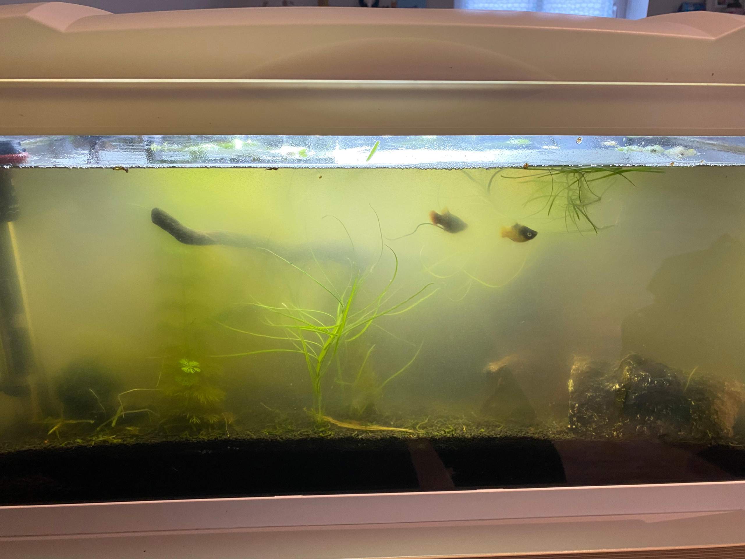 Aquarium Wasser Milchig?