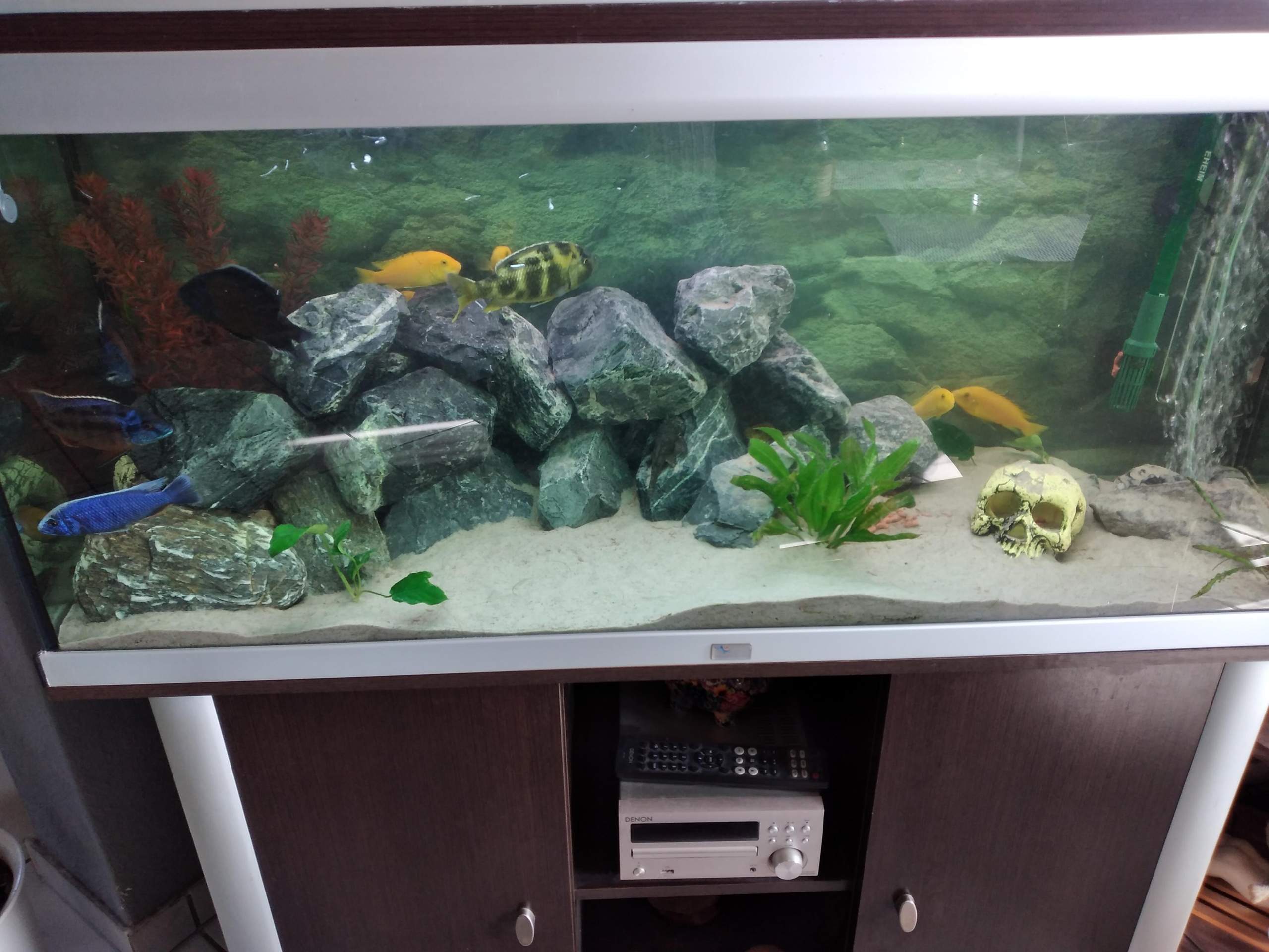 Aquarium wasser trüb? (Fische, Barsche, Wasserwechsel)