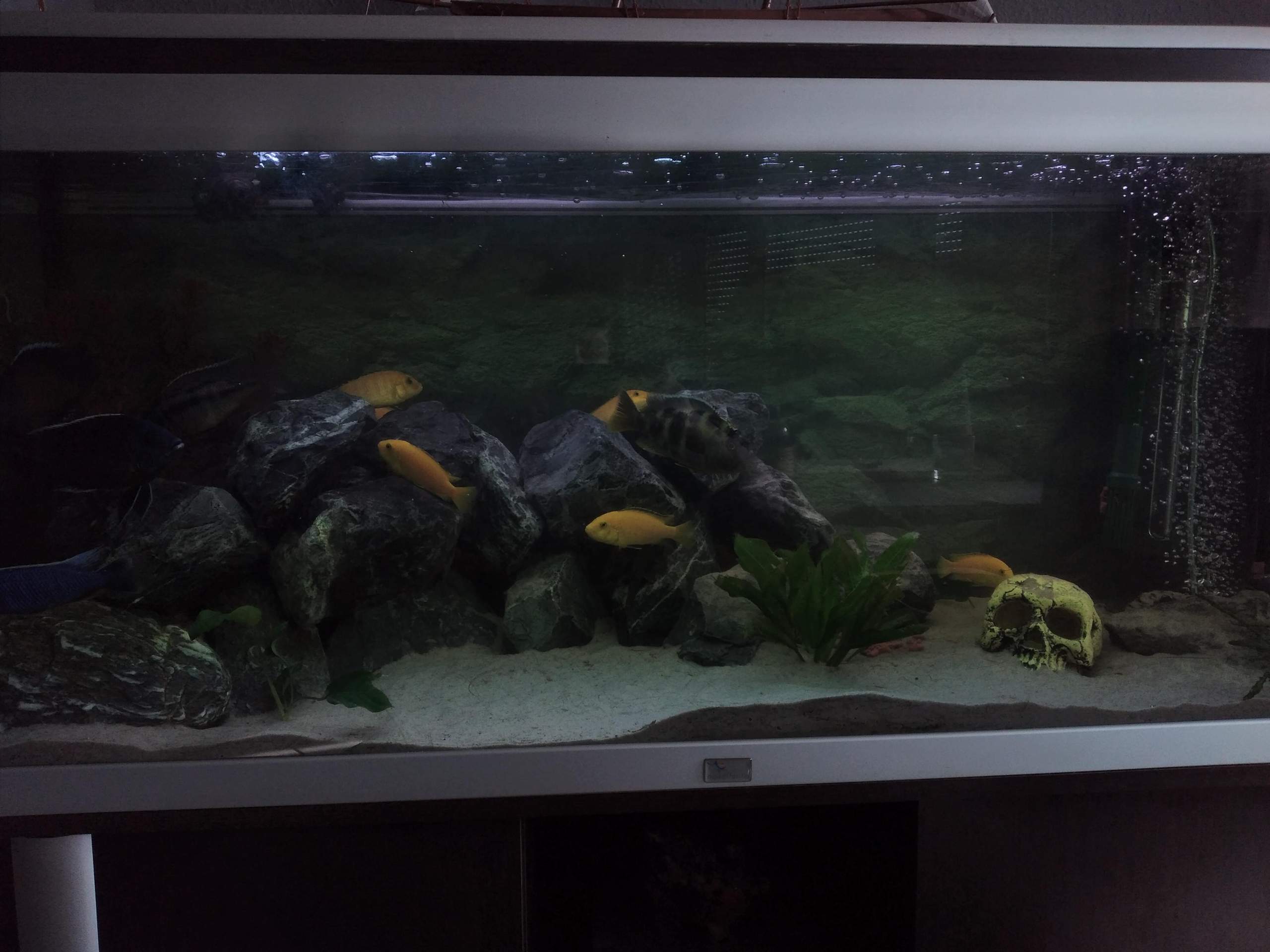 Aquarium wasser trüb? (Fische, Barsche, Wasserwechsel)