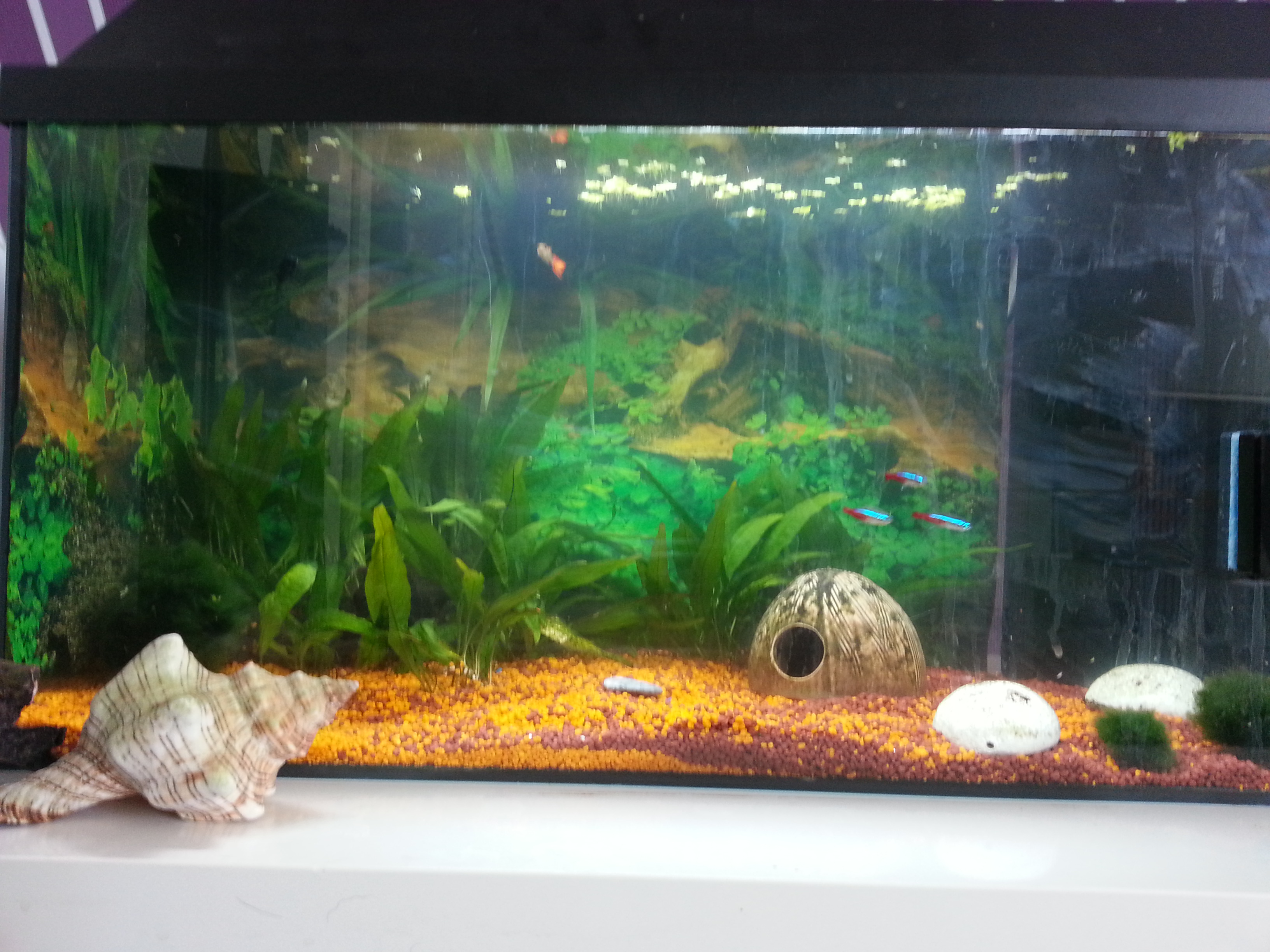 Aquarium Wasser Weich Tiere Fische Aquaristik