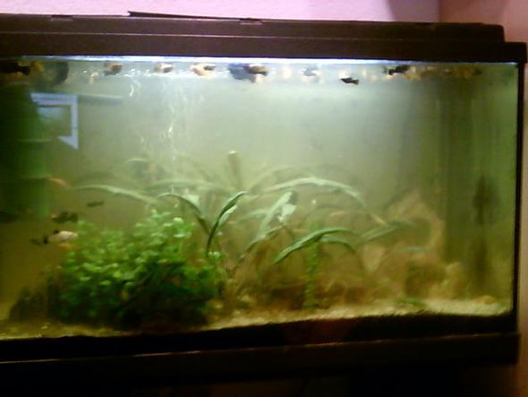 So sieht mein Aquarium jetzt aus - (Tiere, Wasser, Pflanzen)