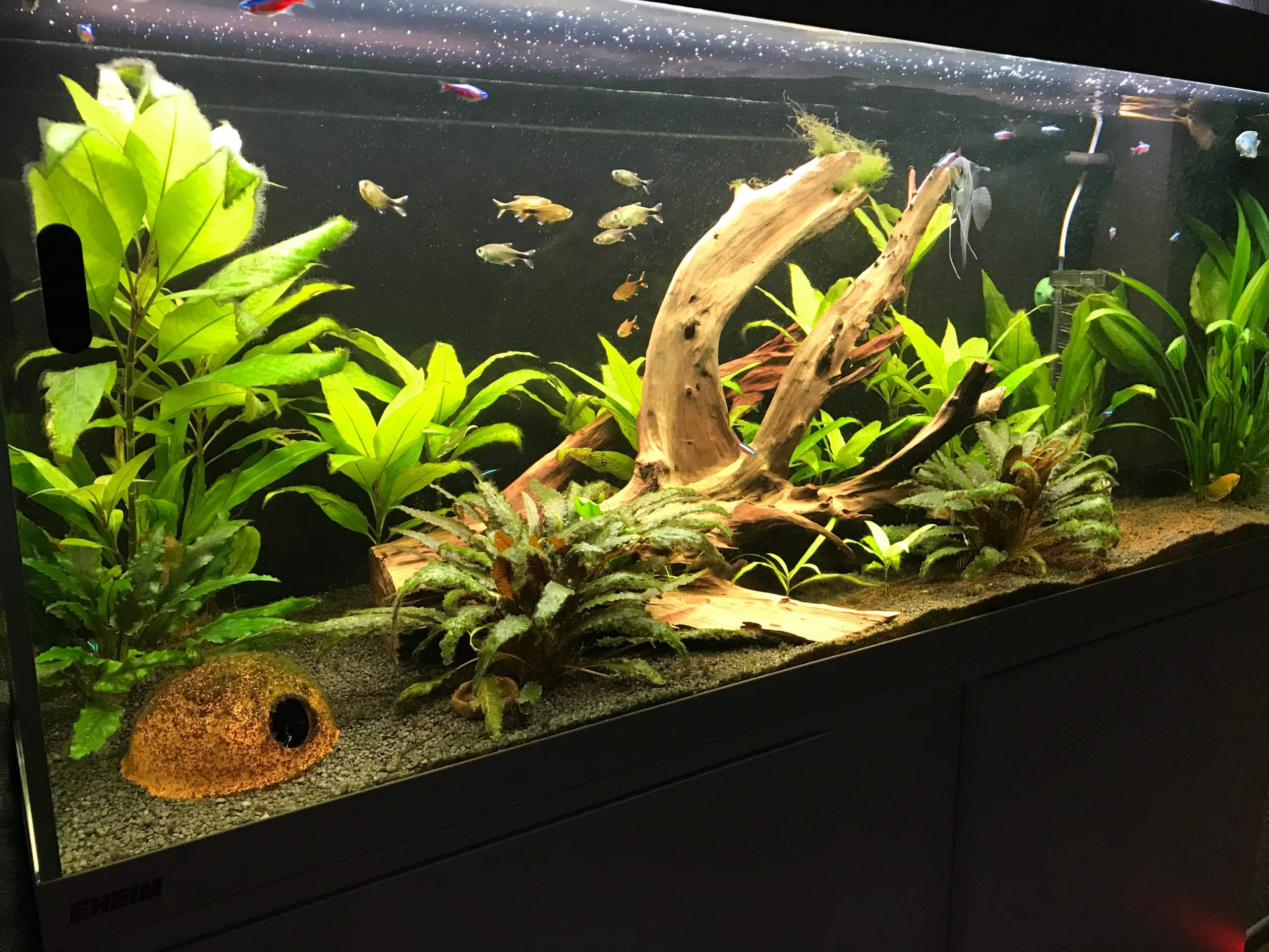 Fische Sterben Im Aquarium Trotz Guter Wasserwerte Aquarium Wasserwerte? (Fische, Aquaristik, Aquariumfische)