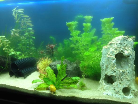180l Juwel Rio - (Fische, Aquarium)