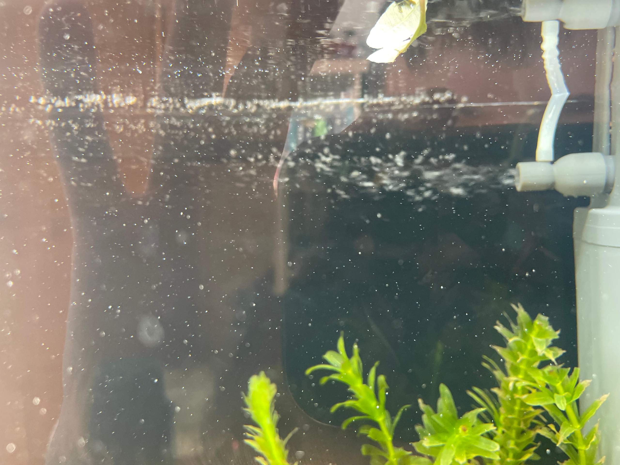 Aquarium zu viele Blächen und Filter plätschert? (Filteranlage