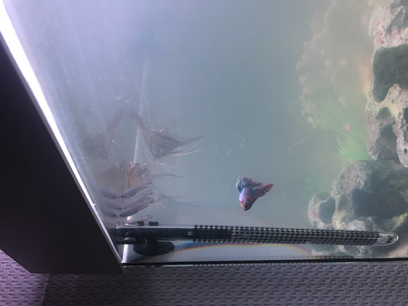 Aquariumfische im oberen Bereich? (Fische, Aquarium, Aquaristik)